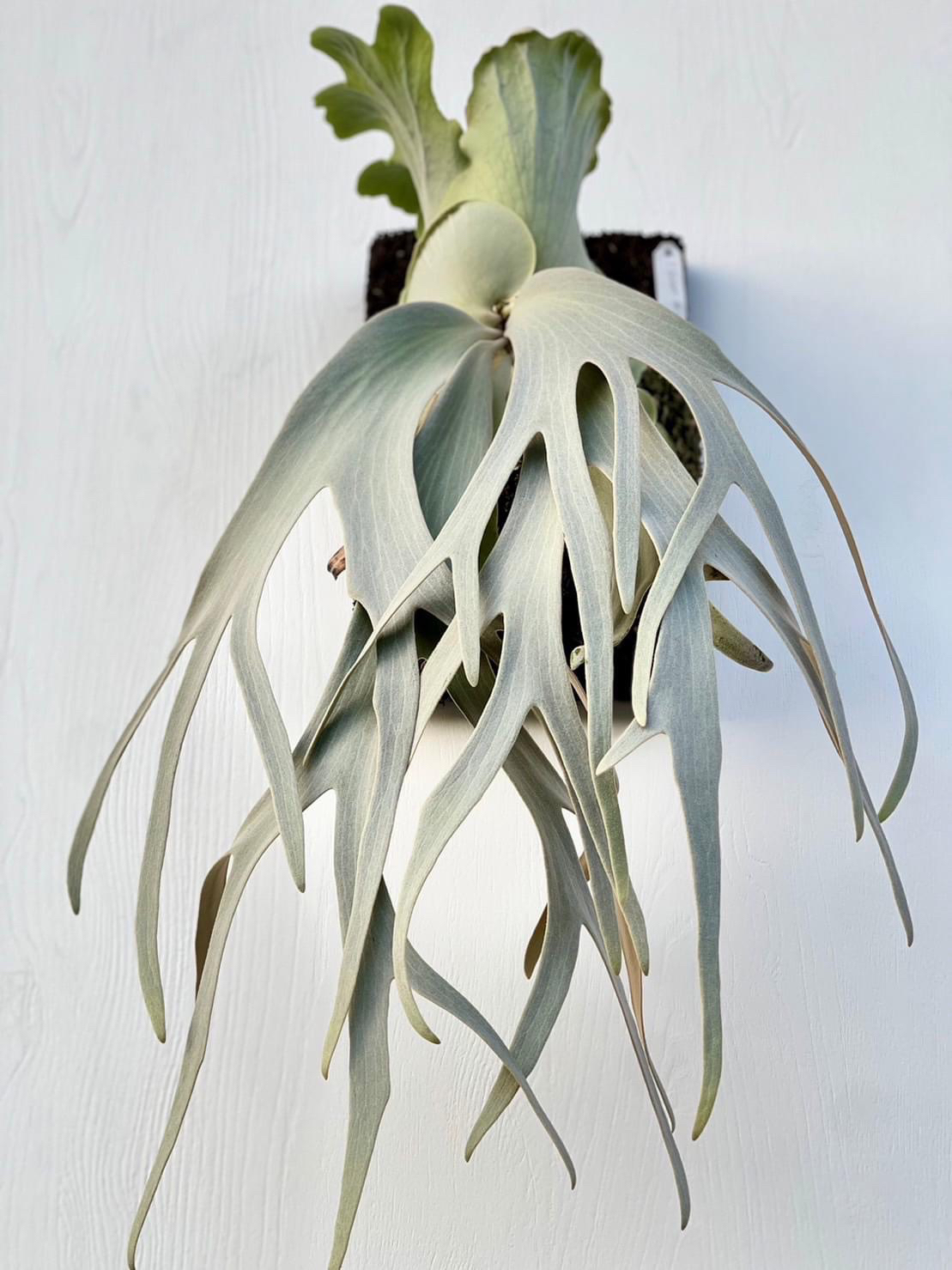 anapat#10 小侧芽 带原厂花牌