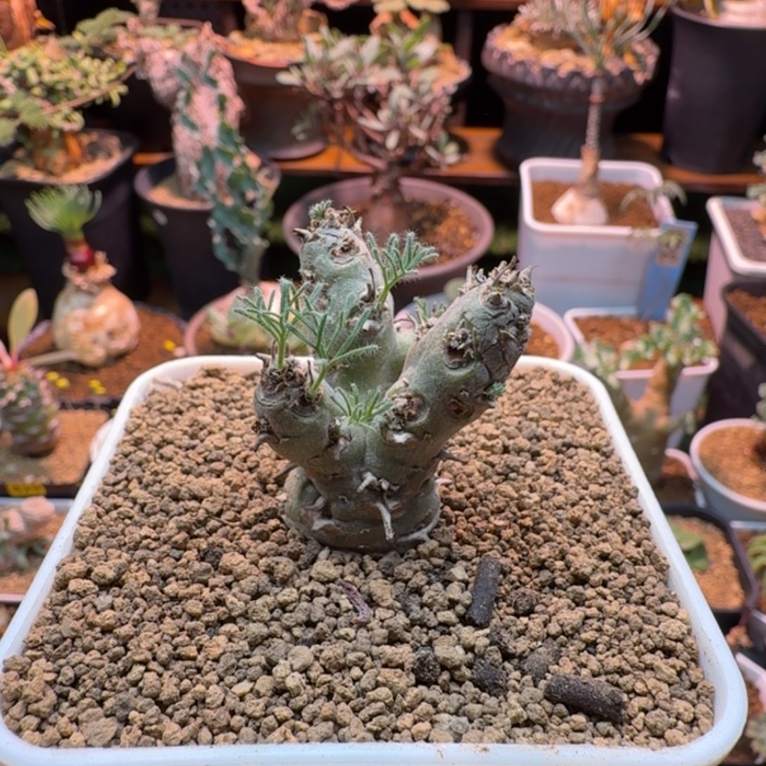 白皮月界207 仙人掌