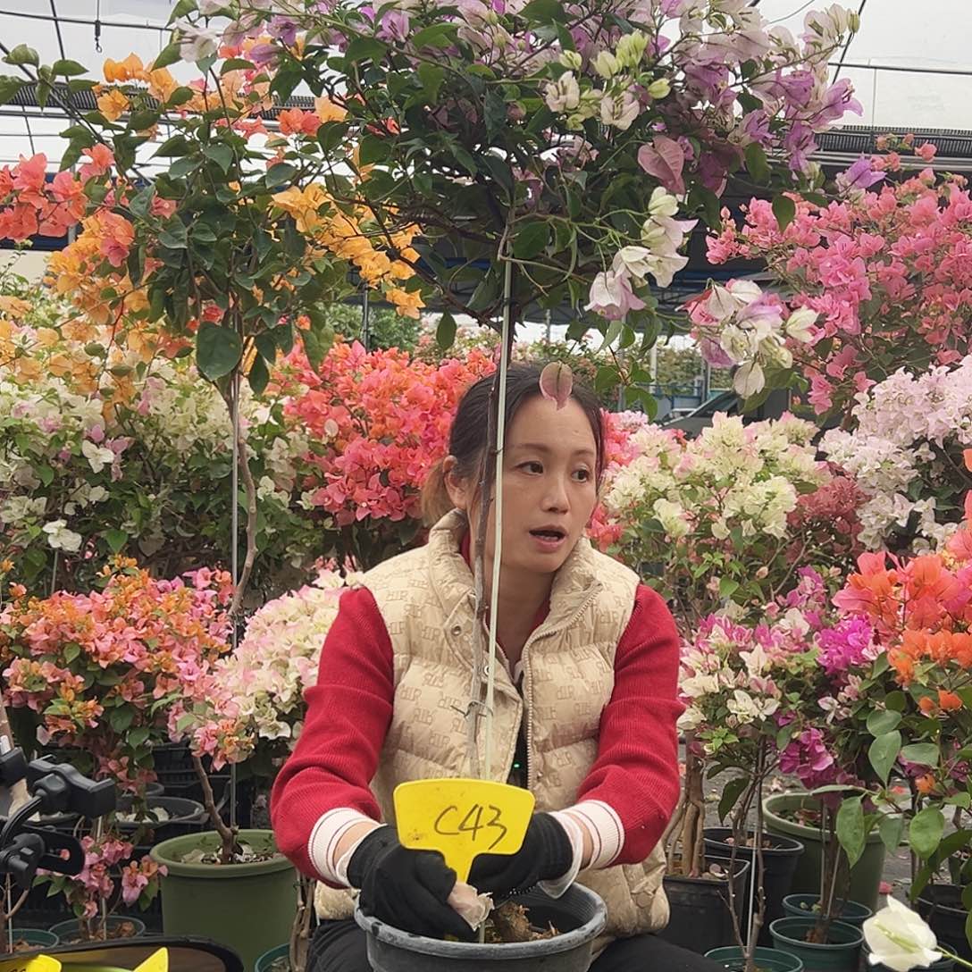 超***植大部分花苞少量开放C43雪紫