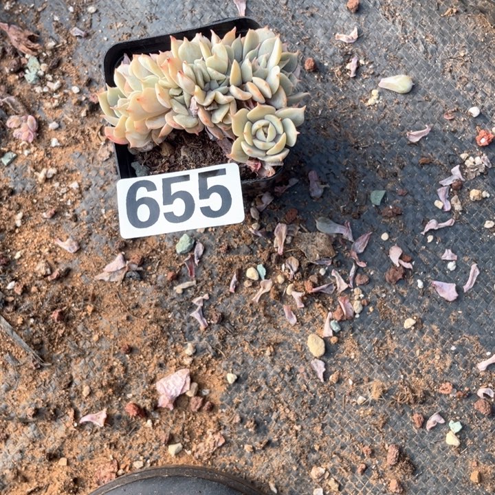 用****6多肉植物一物一拍