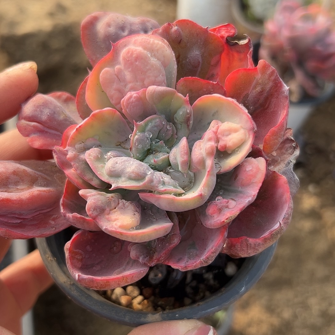 多肉植物雨滴锦单头
