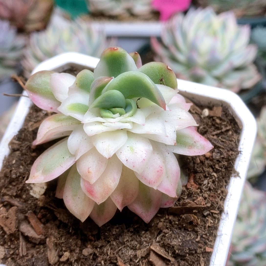 147蝴蝶仙子锦锦锦锦锦