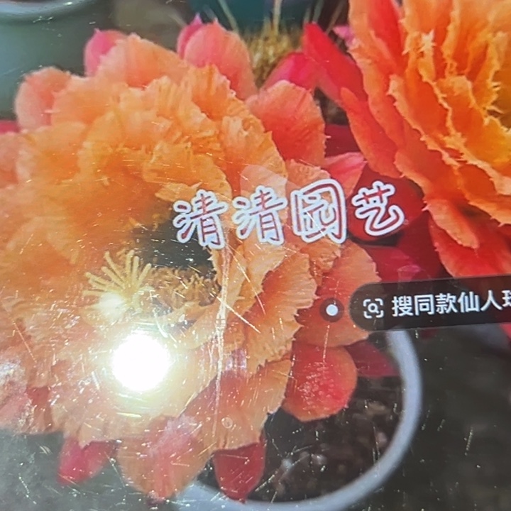 清清3-58侧牙瑕疵黑点歪球体小
