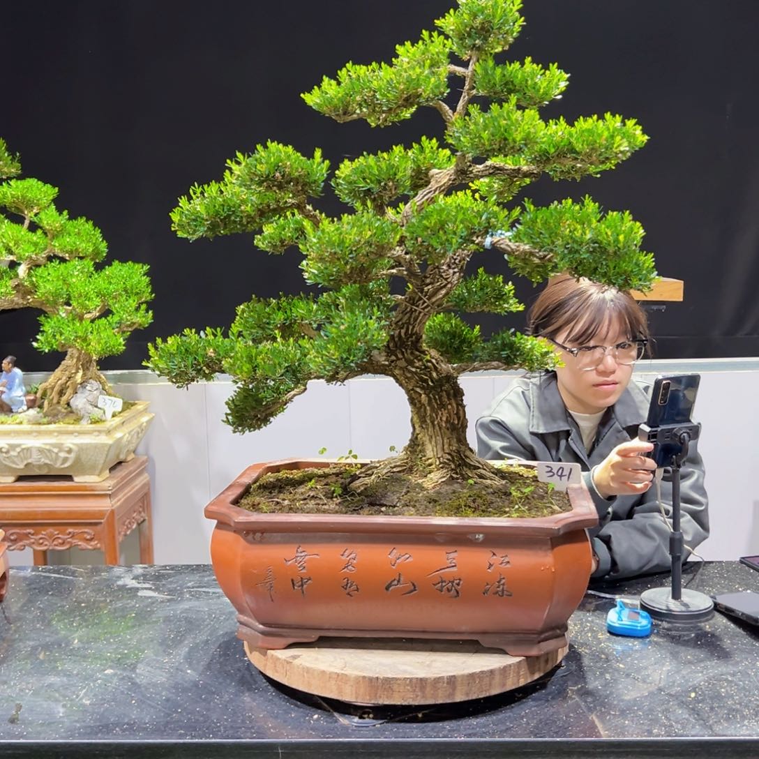 四季常青老桩黄杨盆景