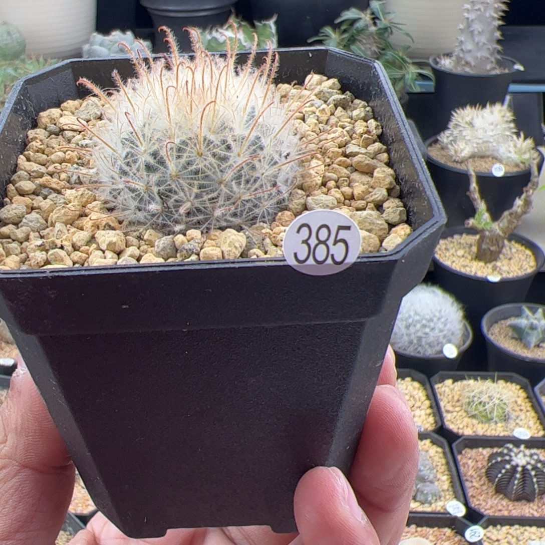 阳炎丸一物一拍385