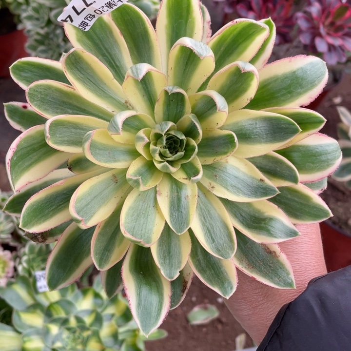 774青莲多肉1234457多肉吗