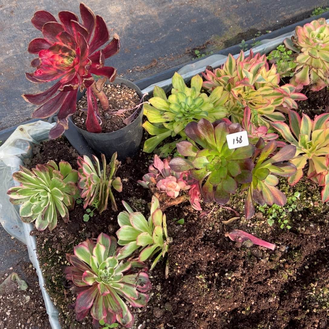 138一片多肉椅子多肉