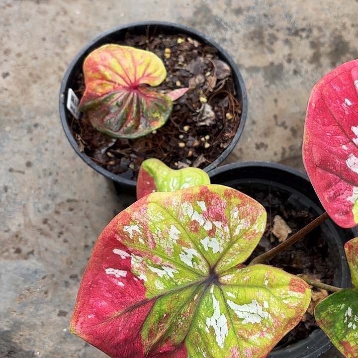 习***惯29-1230两颗彩叶芋广东现货