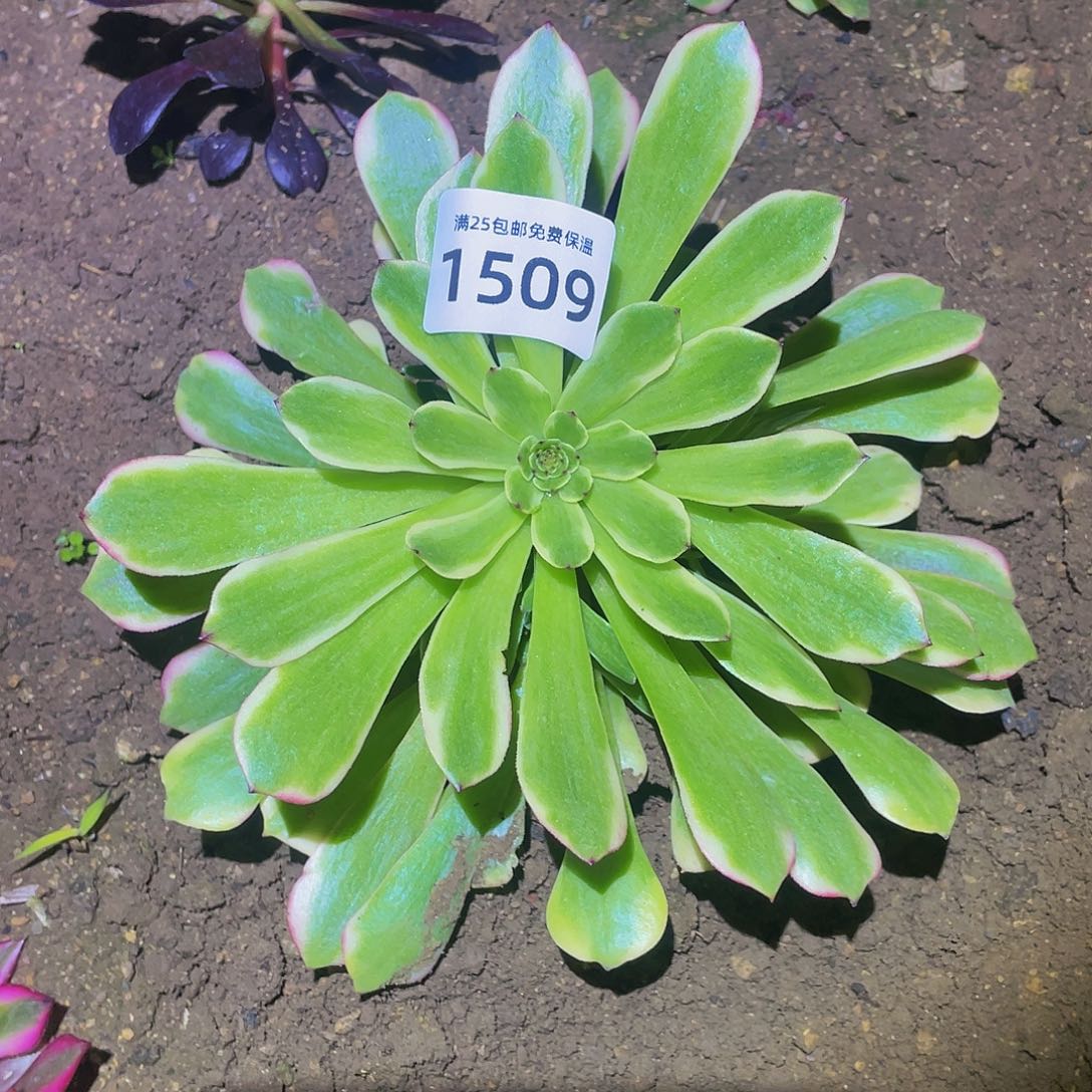 1509粉美姬多肉植物