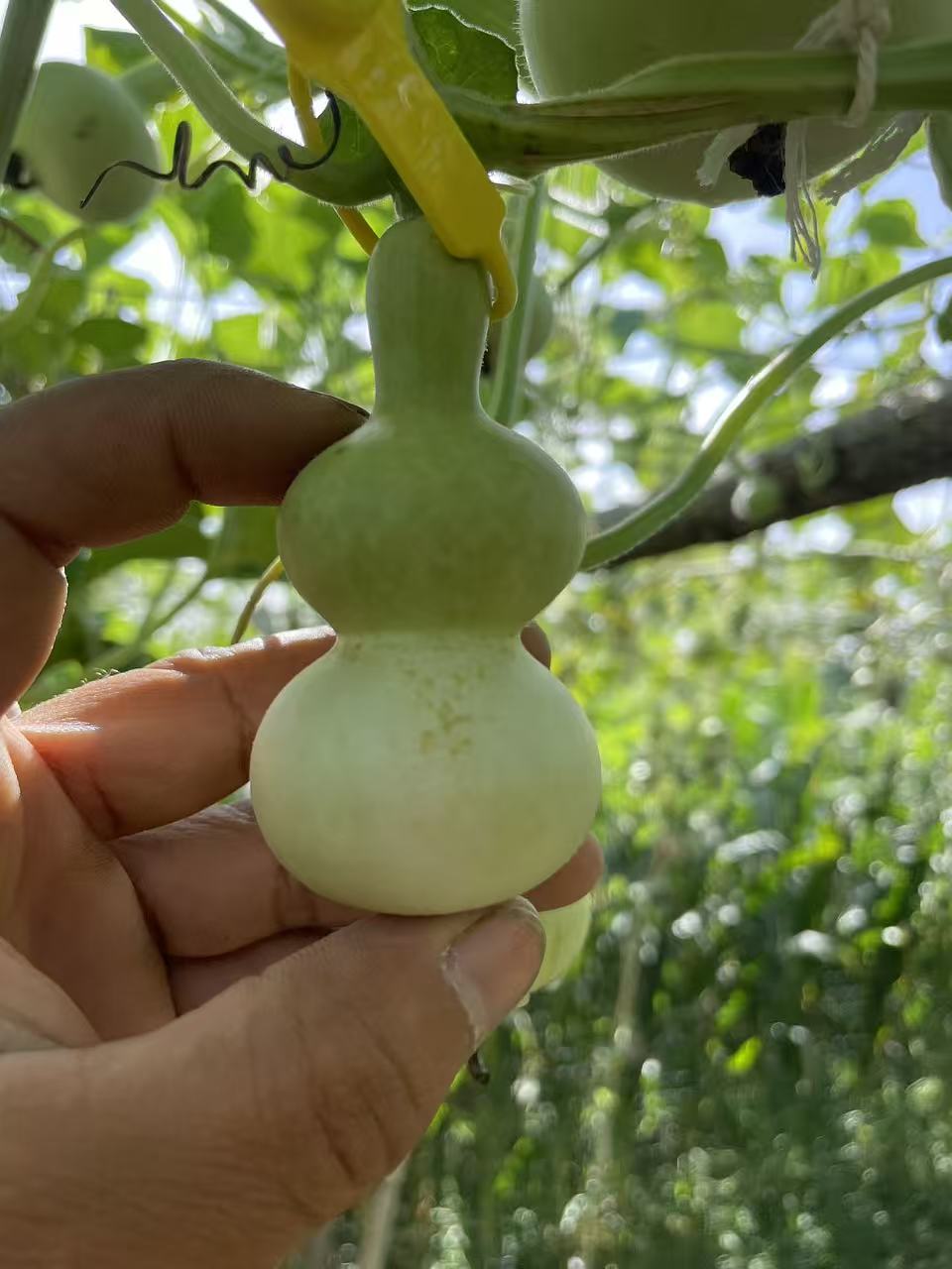 精品葫芦直播间专用链接一物一拍