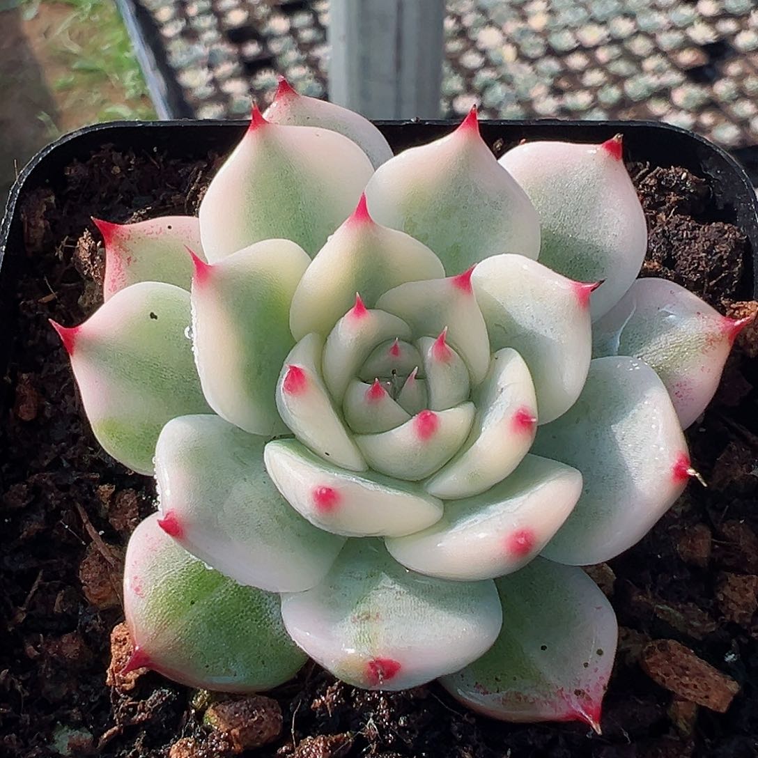 吉娃娃锦，覆轮锦