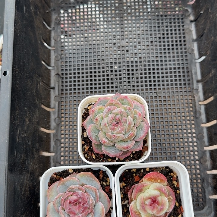 86 花时光精品多肉86