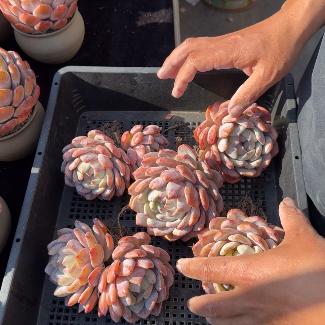 一组5颗，特价福利