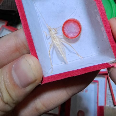 石志明杂青一条全品个大