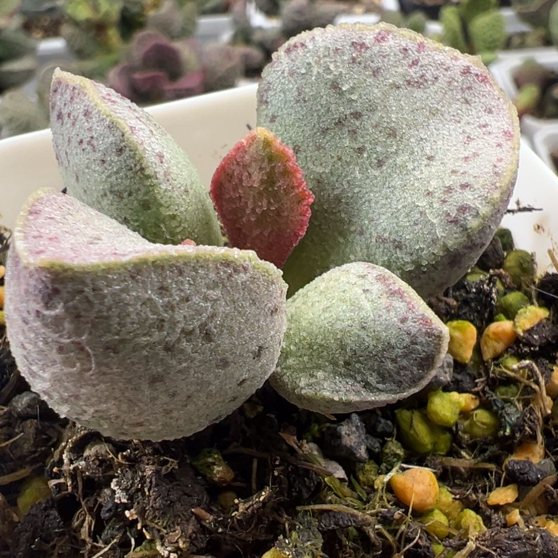 金边款花斑实生新品多肉植物水泡多肉植物