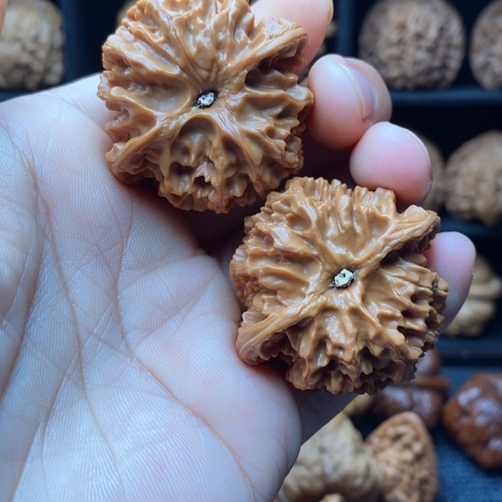 吊坠龙脊菩提苹果园41尺福利