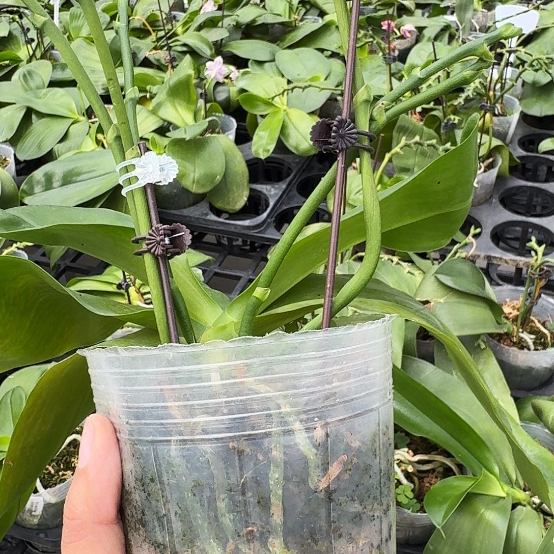 无花朵印地狗3.8 无根