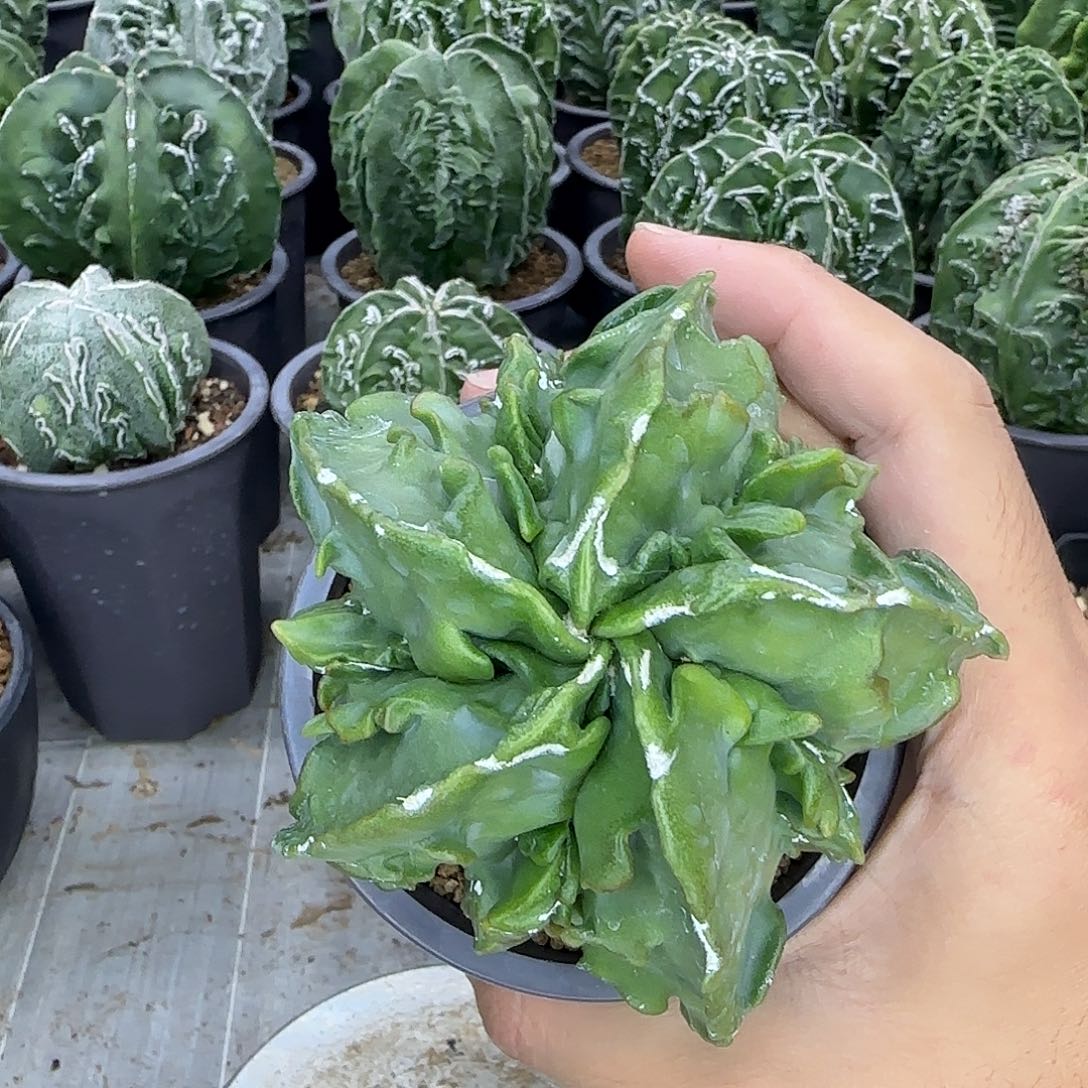 核桃鸾凤玉实生根026