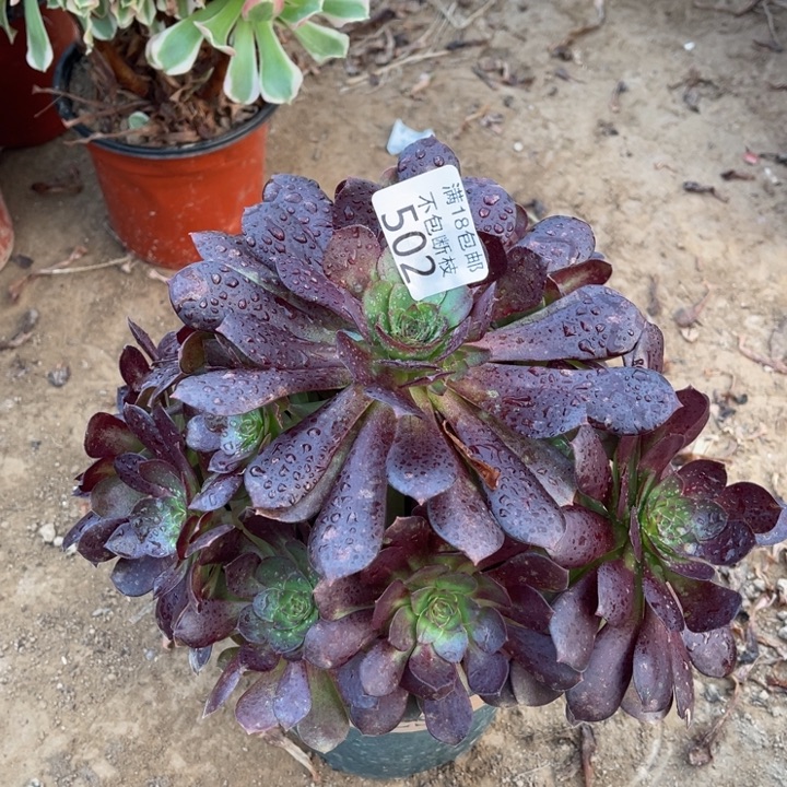 502赤炎莲手捧1号