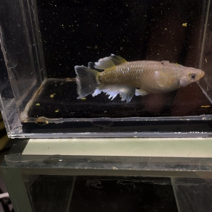 青鳉鱼一物一拍128