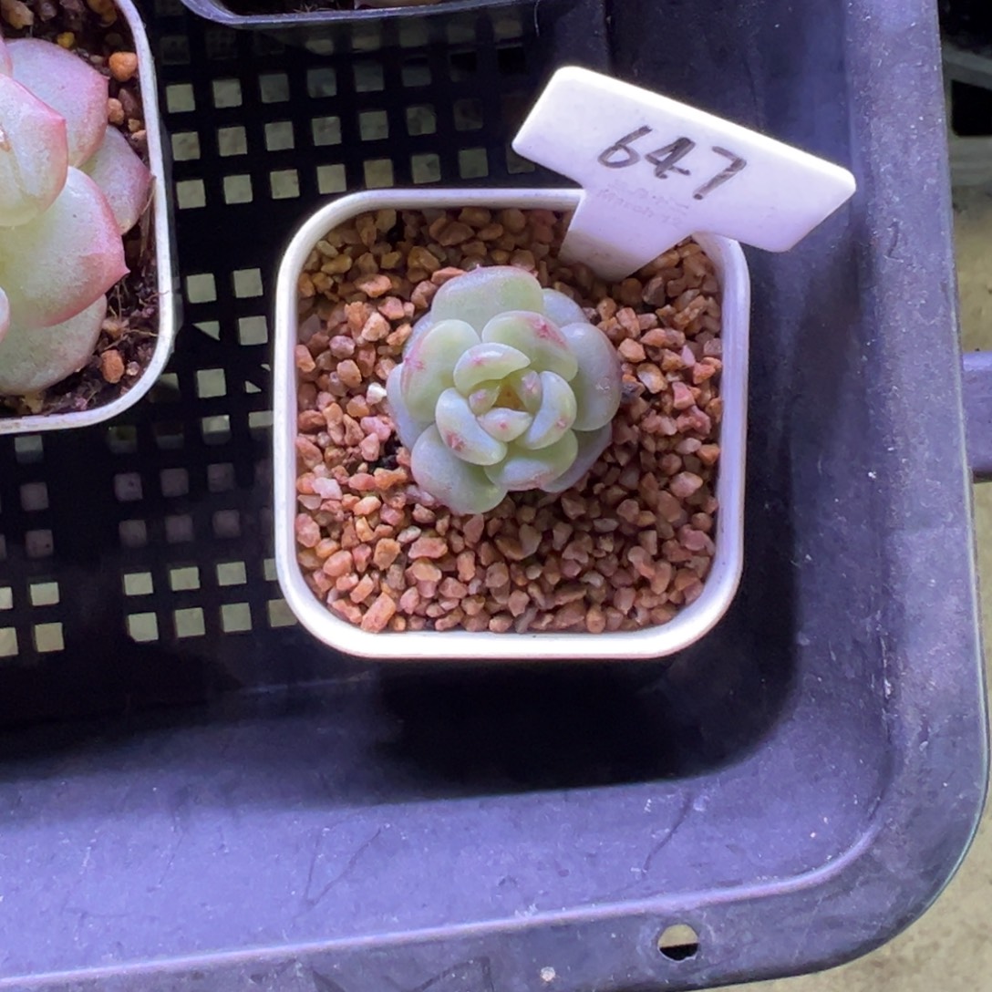 用***5647号遥遥，晗雨多肉