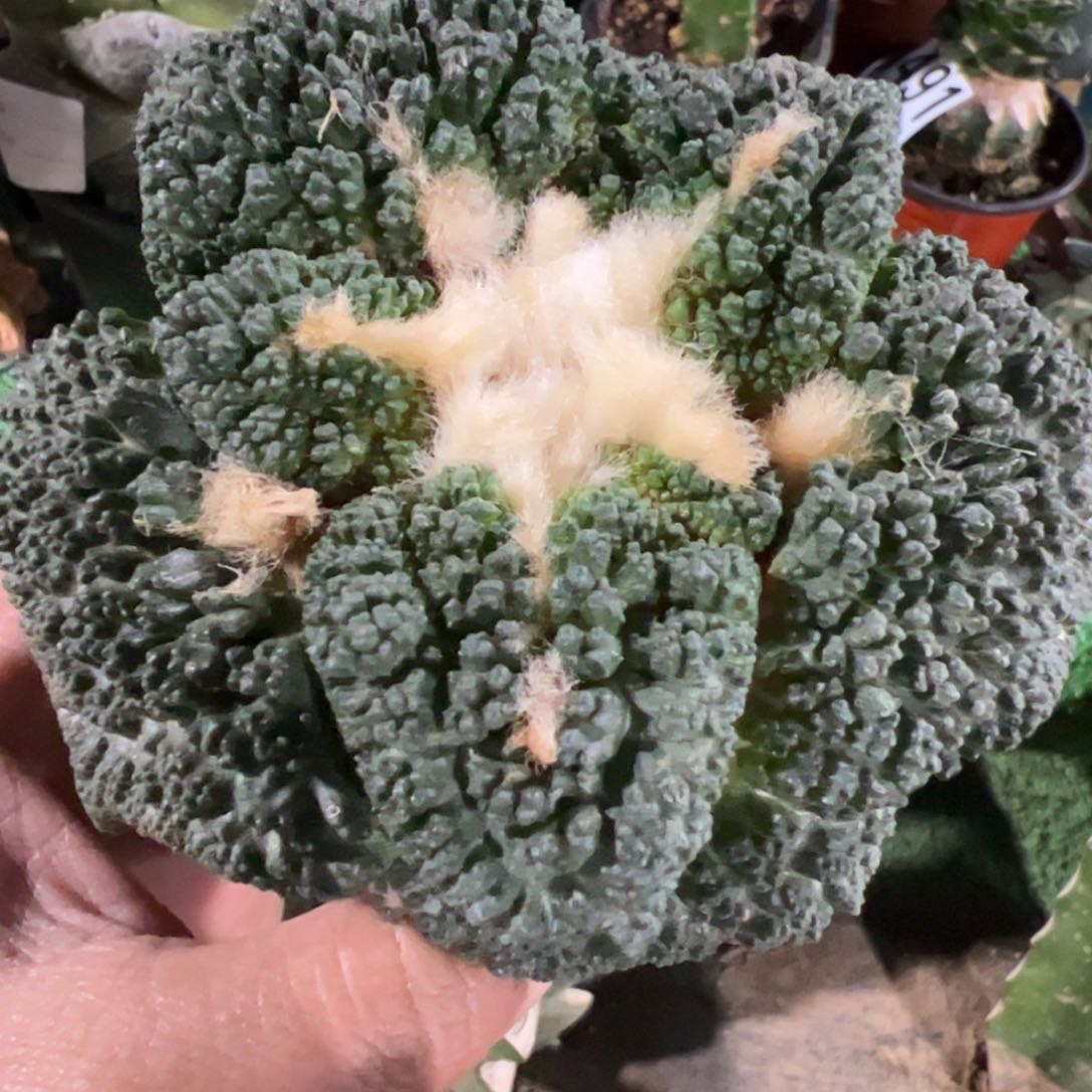 大尤哥斯拉牡丹500