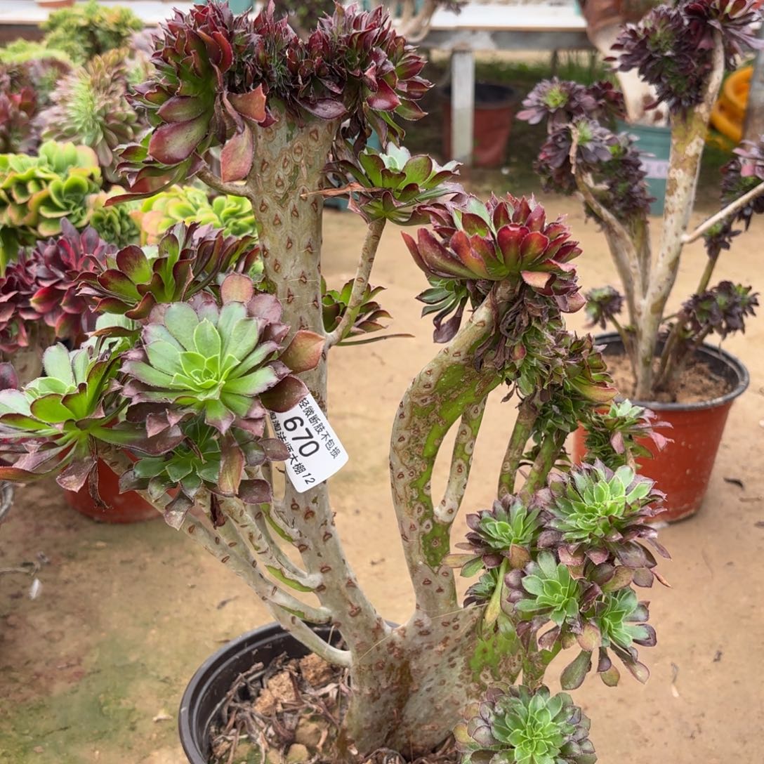  670黑法师缀化多肉植物