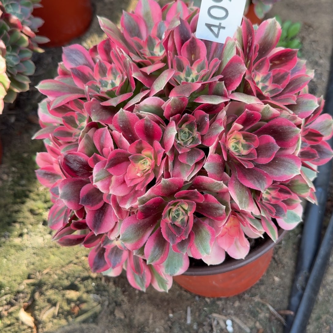 粉女郎法师多肉409号法师多肉