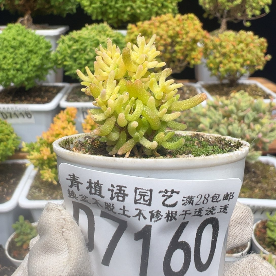 d7160樱花锦枝干福利