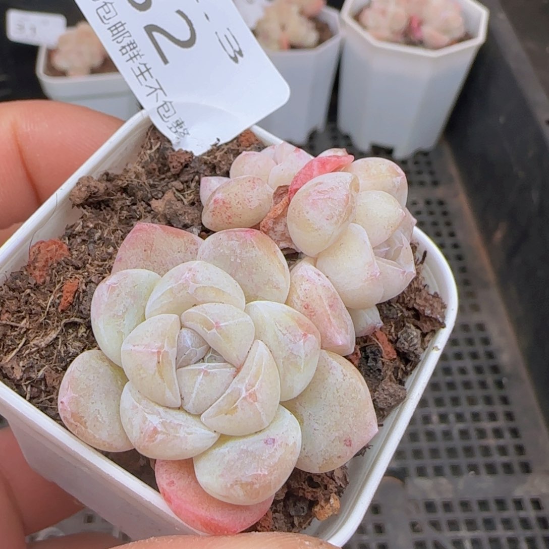 三头冰玉一颗脱土发货