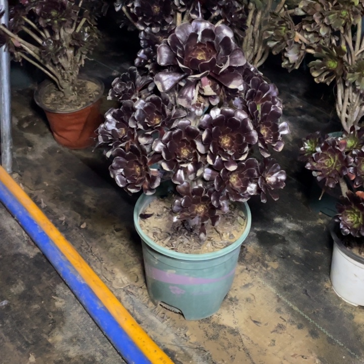 20墨法师多肉植物多肉