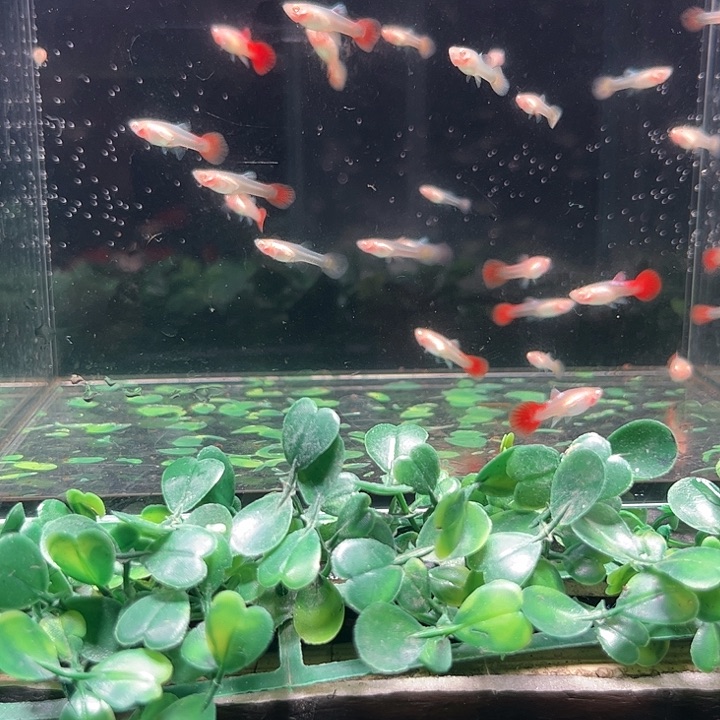 孔雀鱼白子象耳苗20条剩下当备损 不分公母