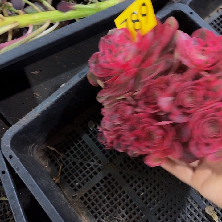 多肉植物福利789