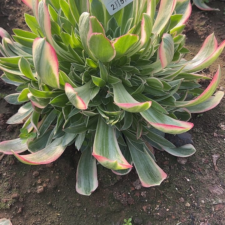 2.5-17男神多肉植物1