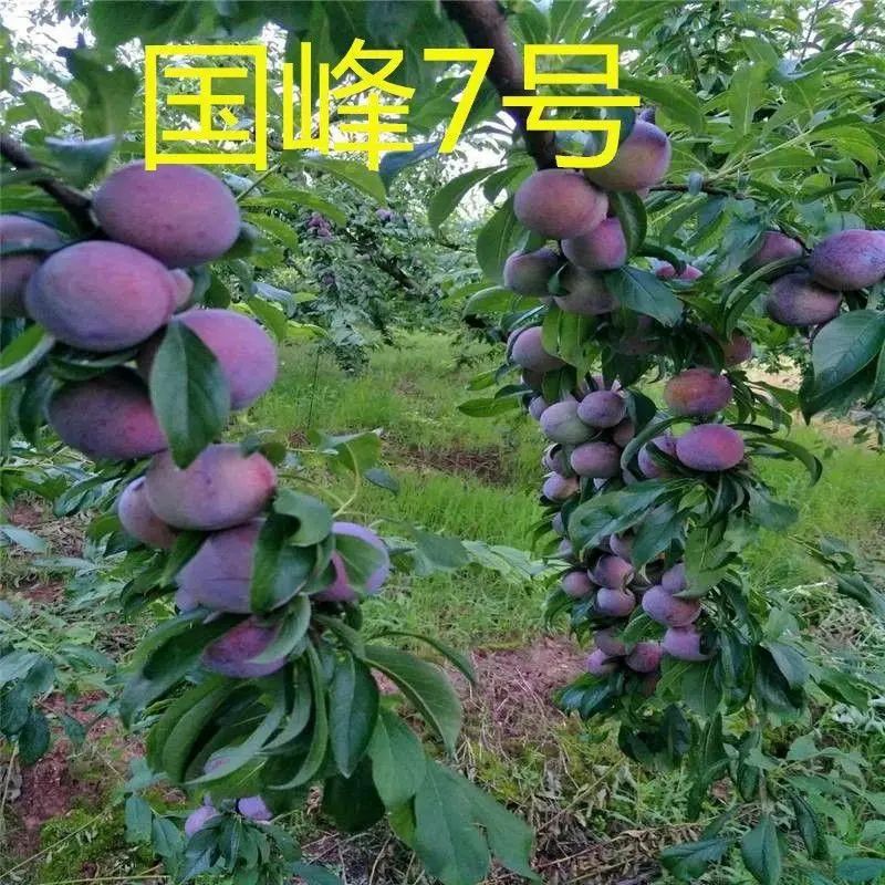 新品种国峰七号李子树苗特大晚熟品种嫁接苗南方北方种植当年结果