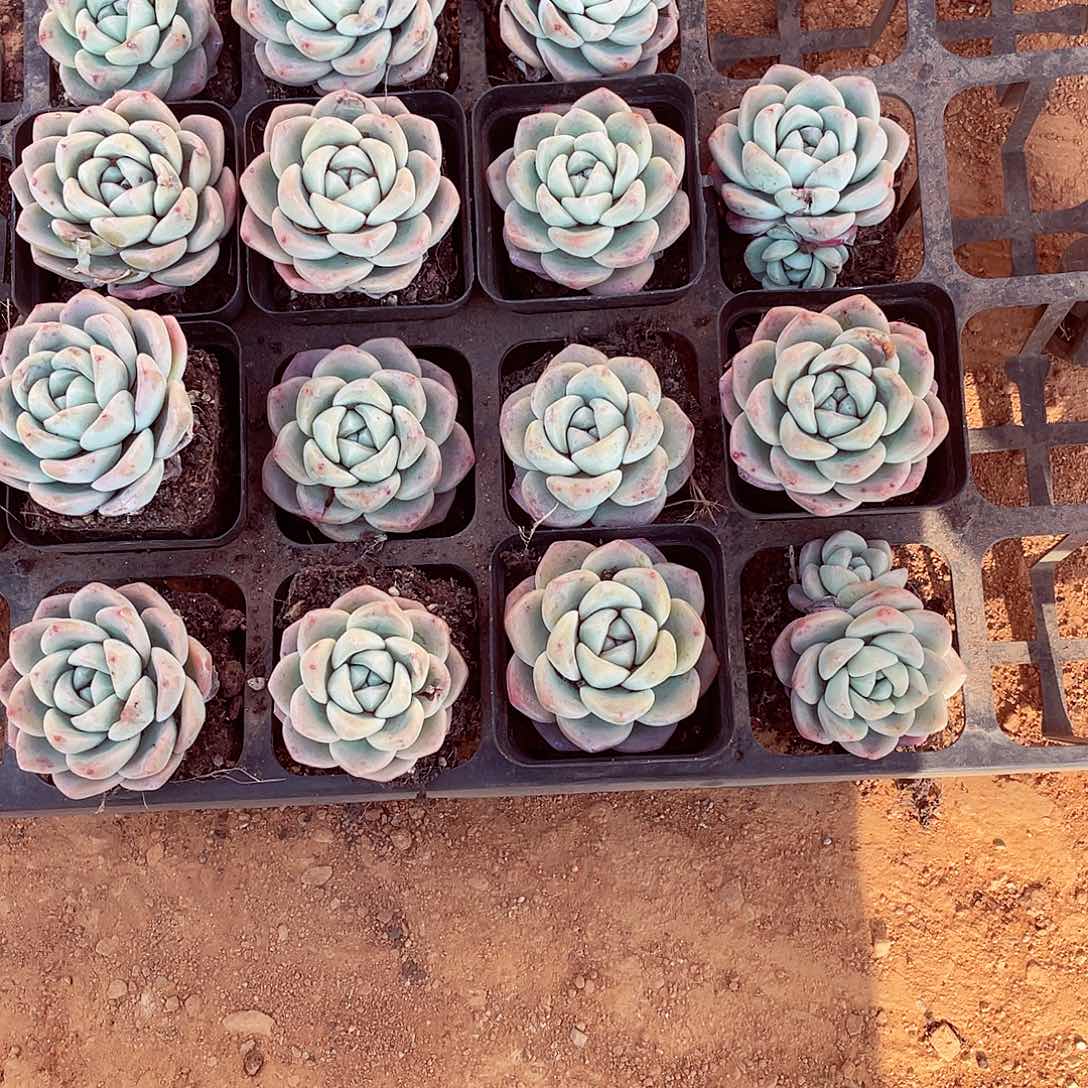 爱**者小冰玉15棵包邮包邮