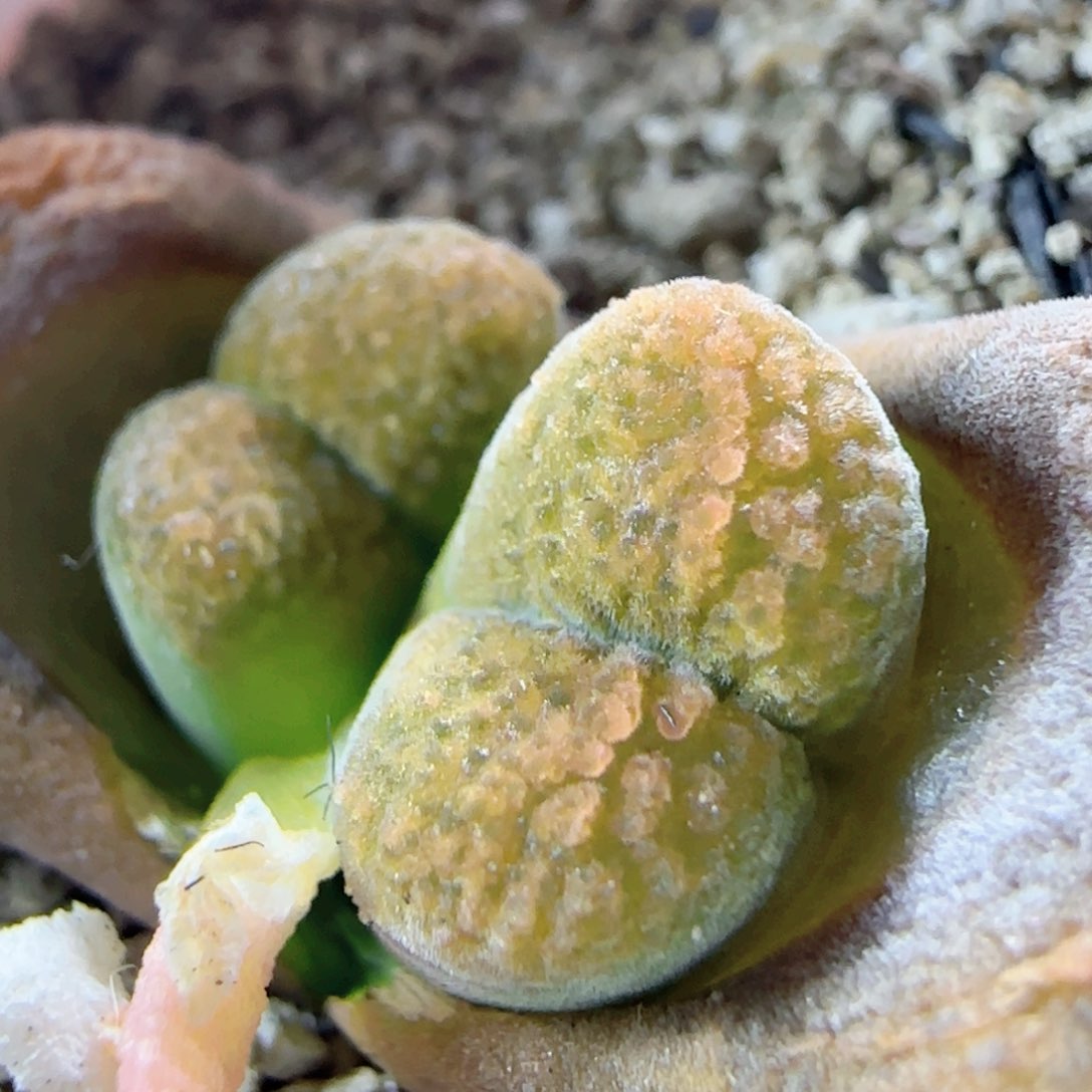 3.13.34/超蛋/多肉植物