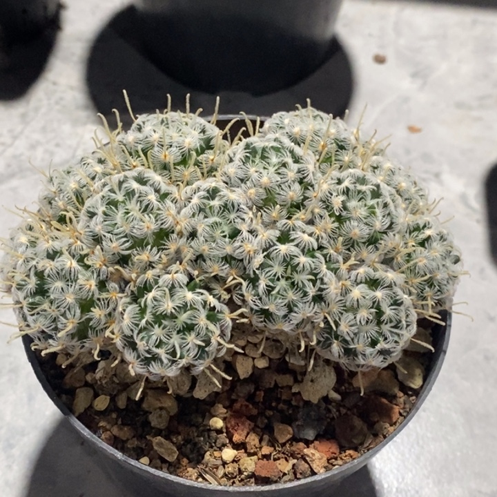 完全开放杜威娜娜仙人球