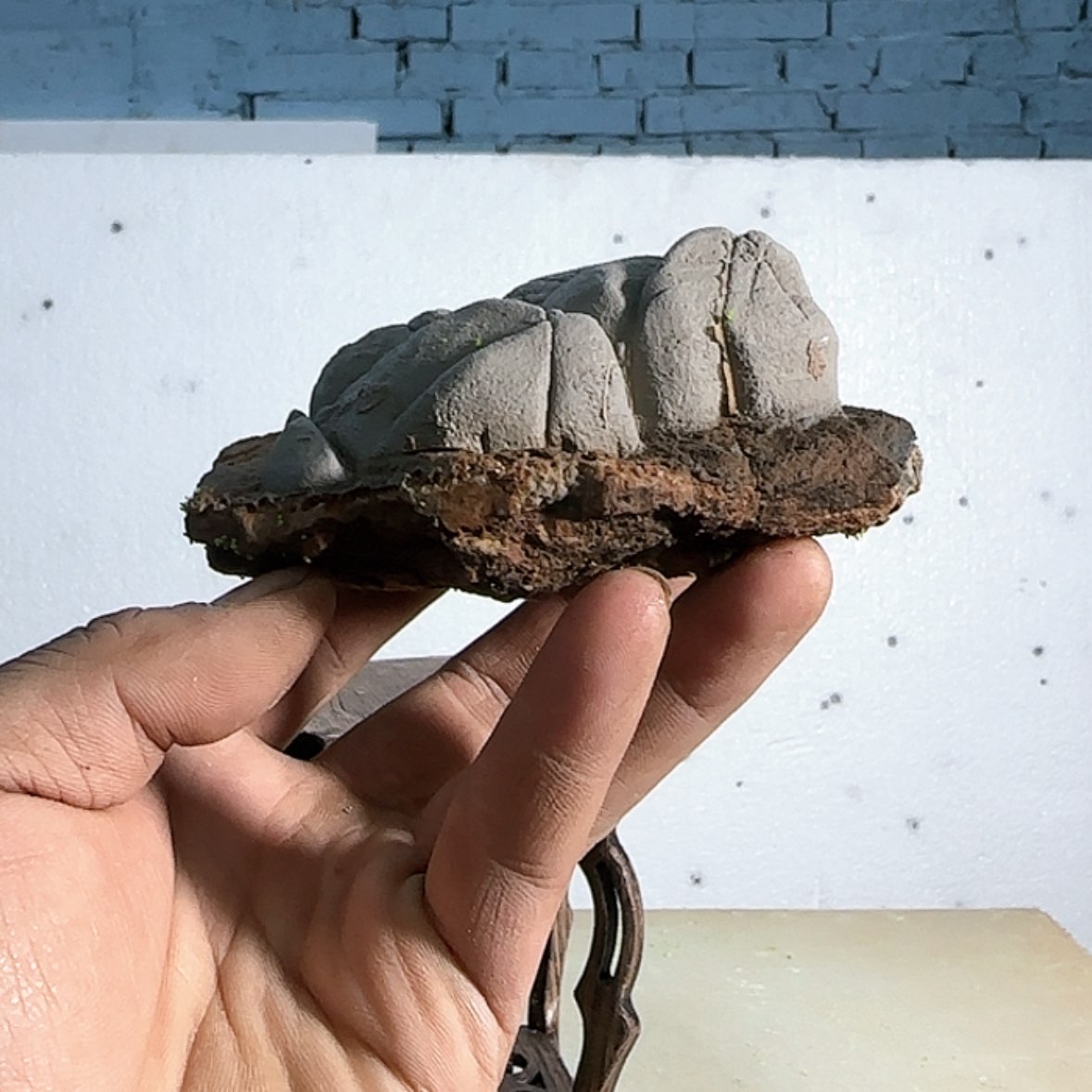 【闪购商品】香榧木哈*这么大岁数就是个好东西呀