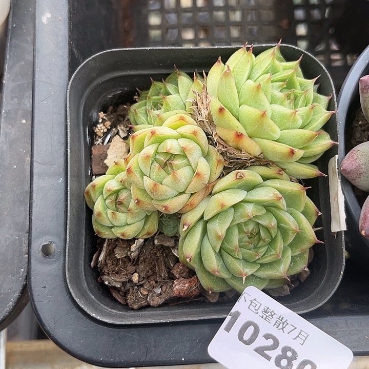 阿雅园艺。        10280麦秆