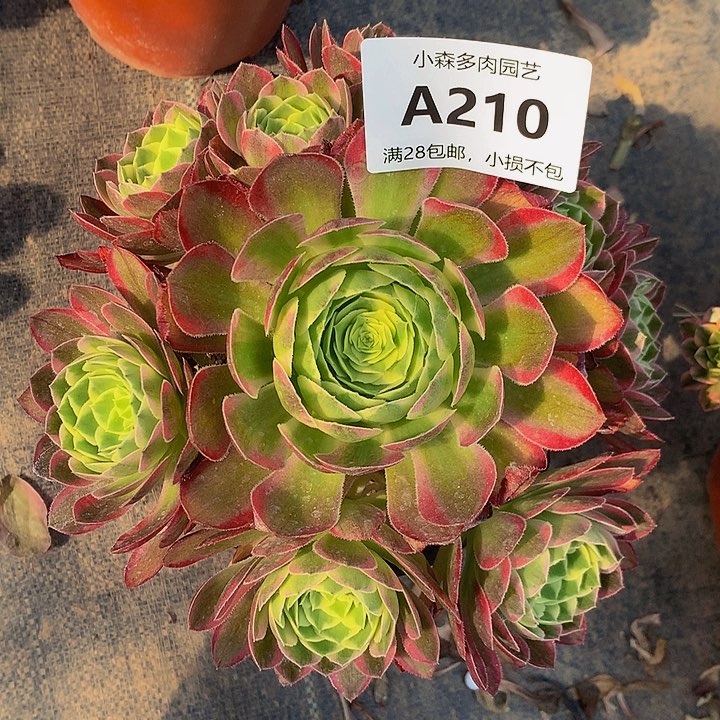 210海王多肉8888888