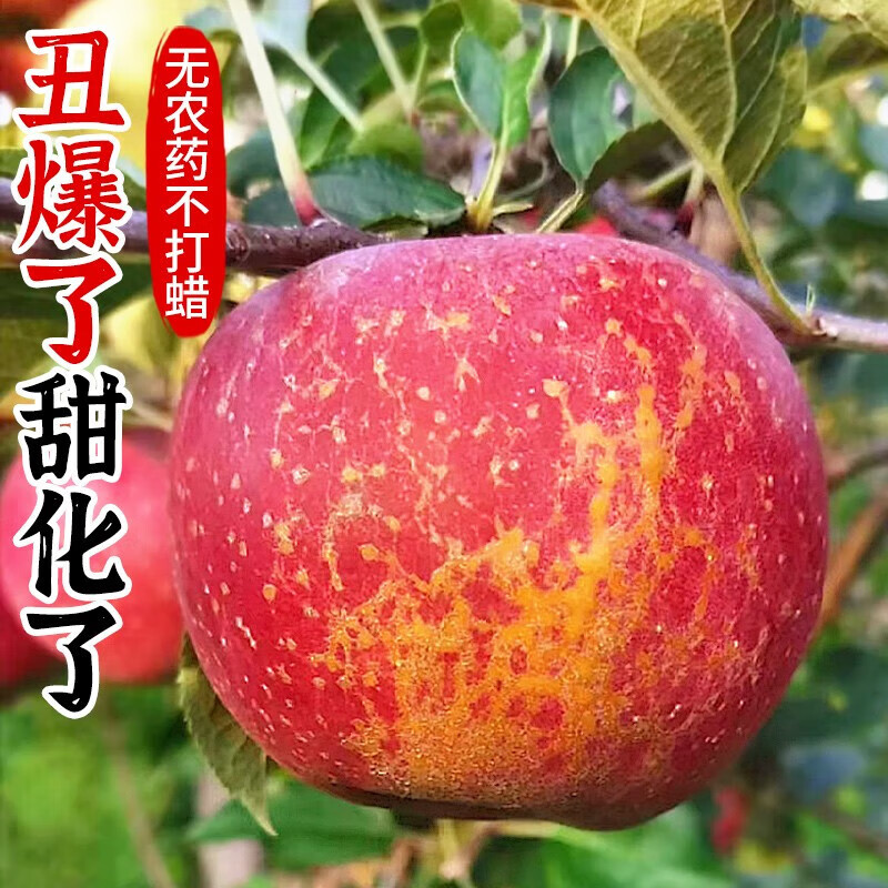 新鲜大凉山盐源苹果丑苹果10斤冰糖心苹果当季水果整箱四川红富士