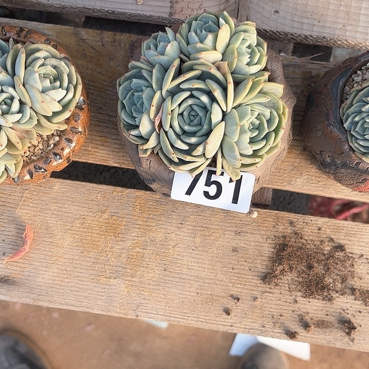 多肉植物一物一拍