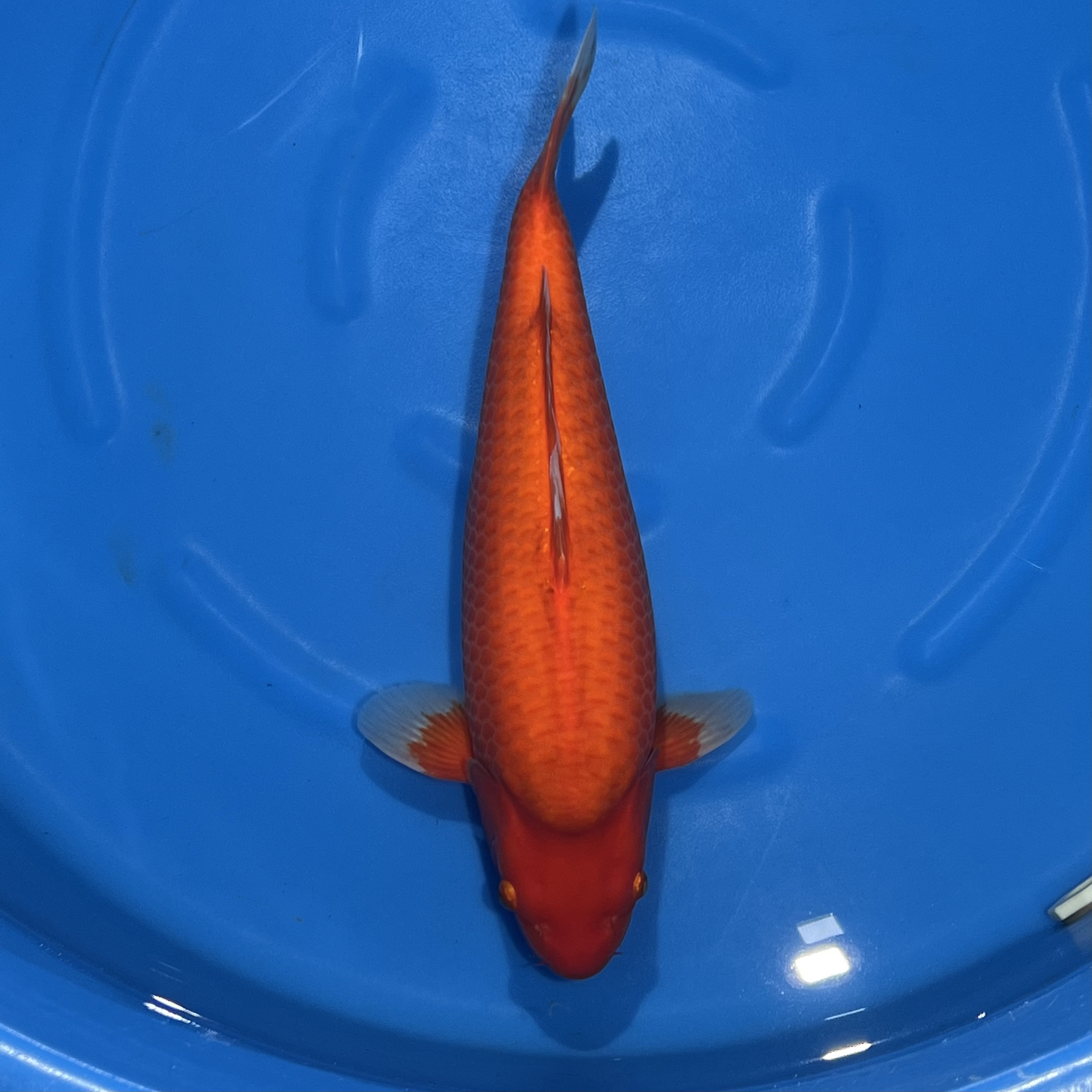 大日出品黄猿598339锦鲤母（A蒋总）