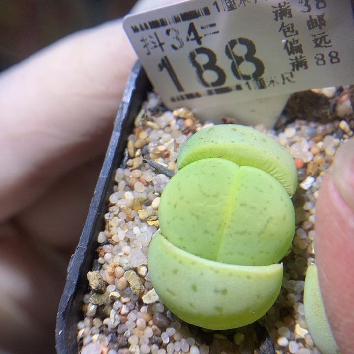 精品生石花34.188