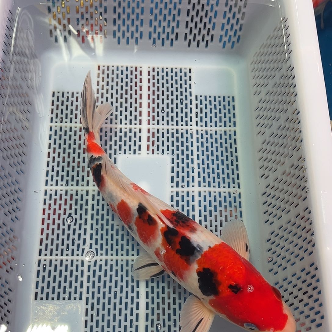 锦鲤留养级大正一尾