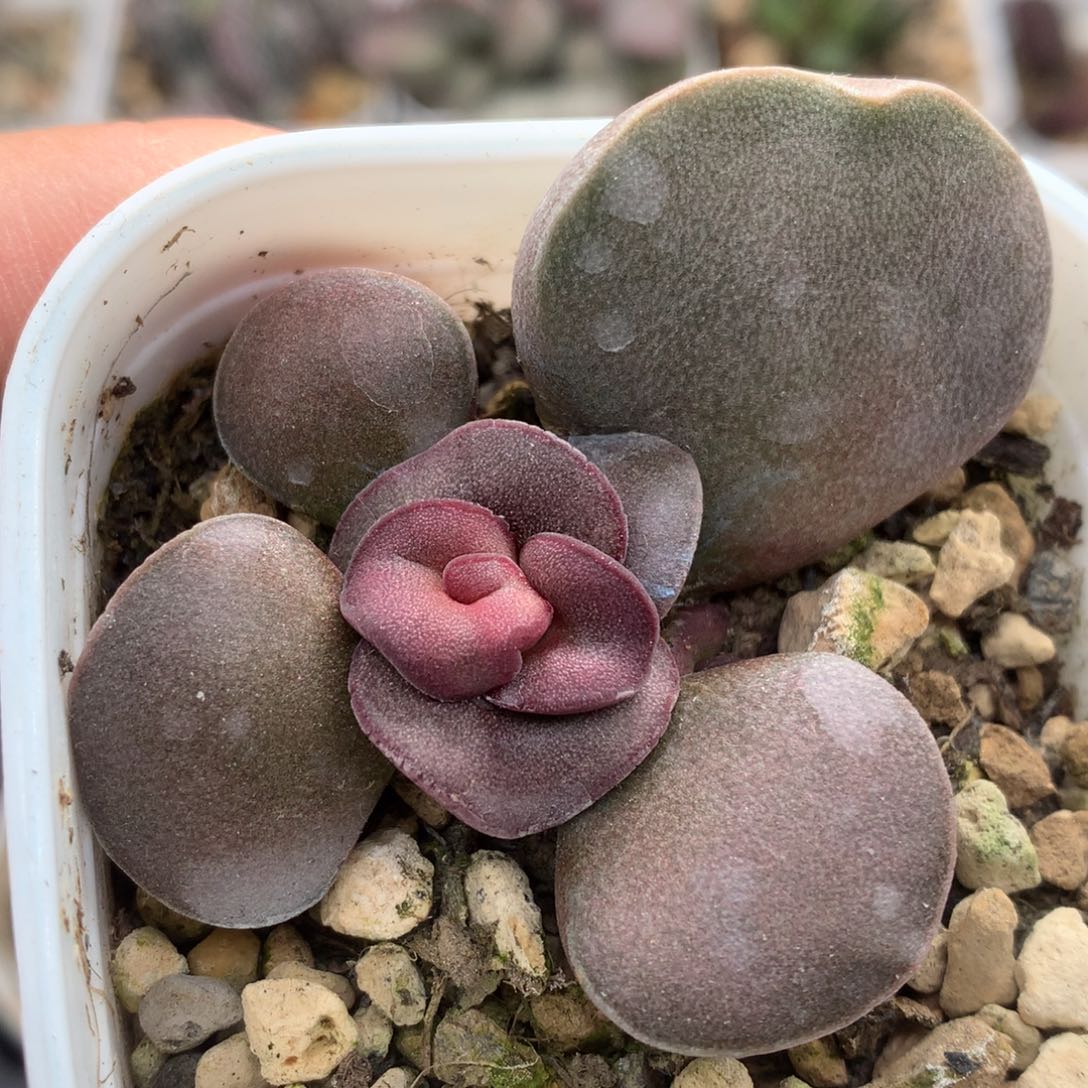 德系紫蛋 多肉植物水泡