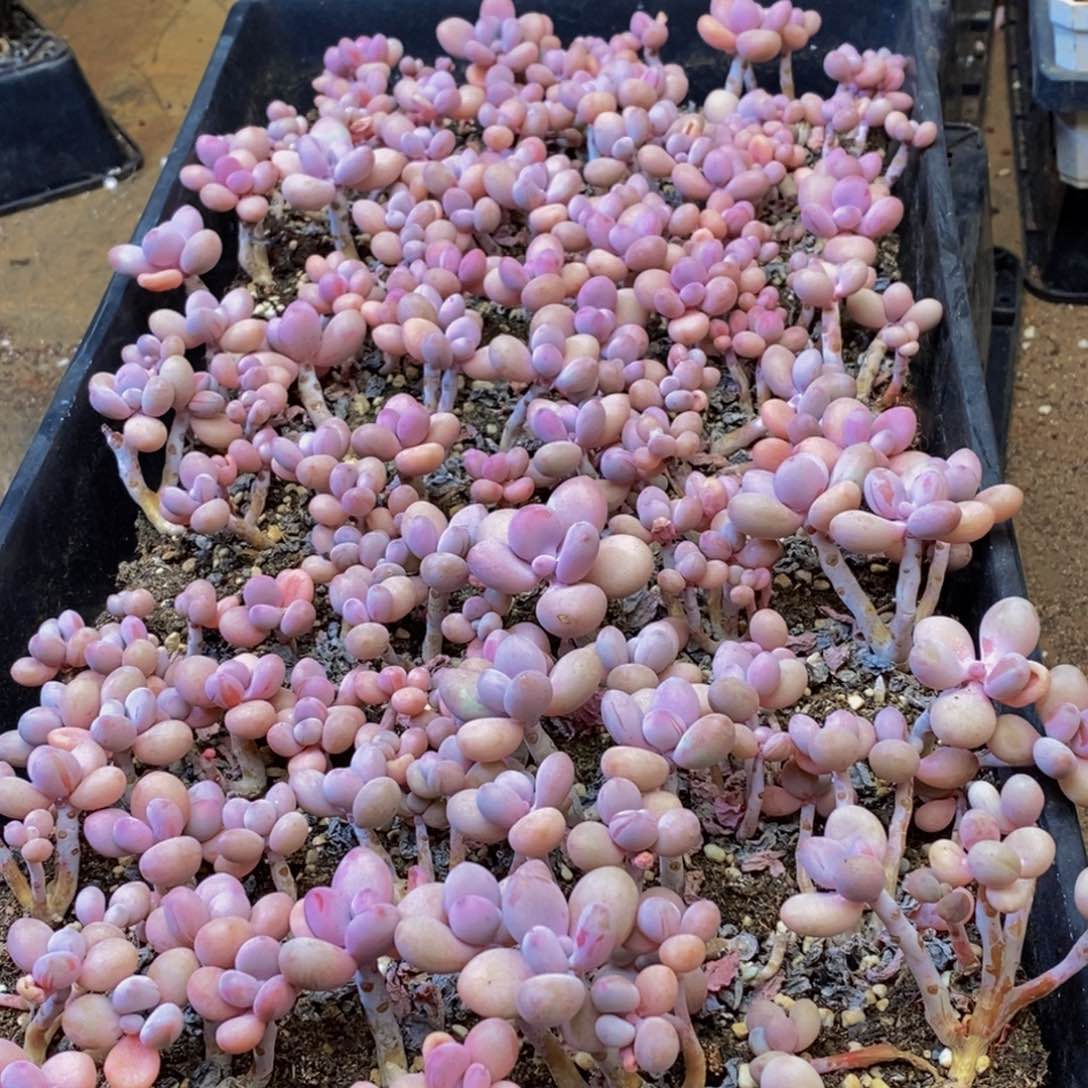 258夫人的做法大全怎么做的