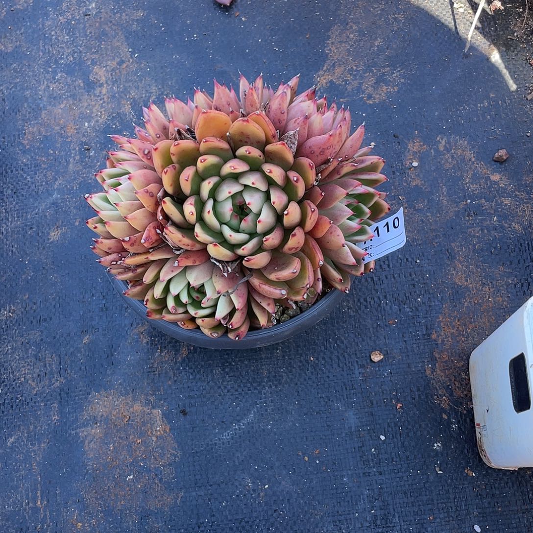 若如东云单拍A110