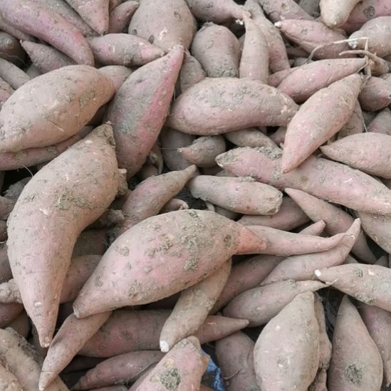 烟薯不分大小果5斤